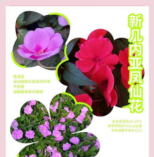 凤仙花姑娘的花语是什么？它象征着什么？