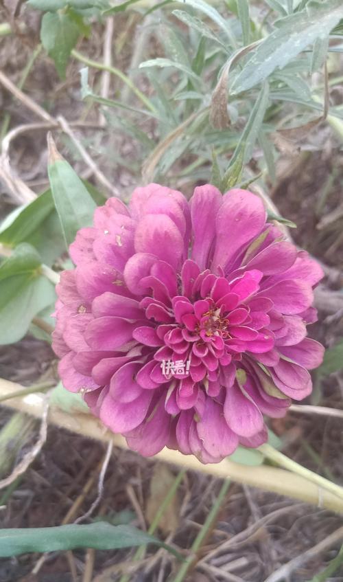 百日菊代表的花语是什么？它象征着什么？