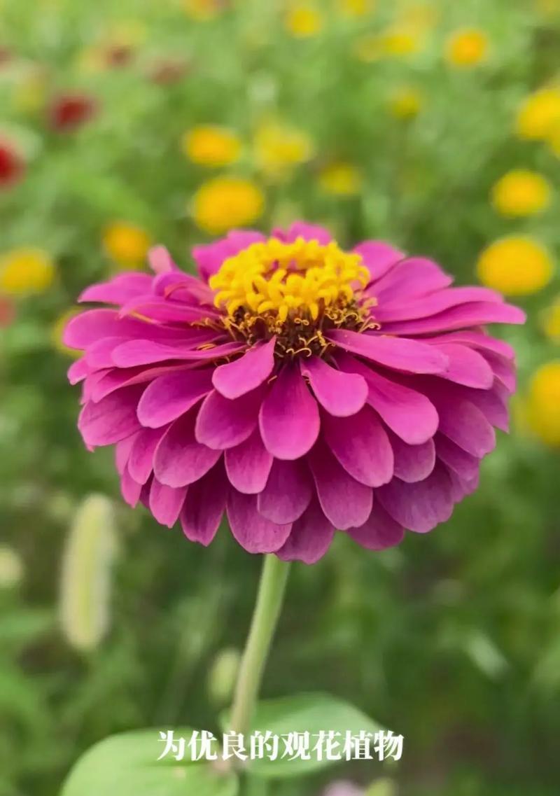 百日菊代表的花语是什么？它象征着什么？