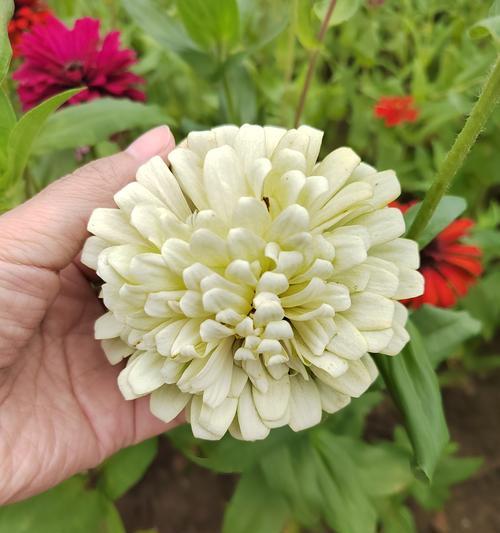 百日菊代表的花语是什么？它象征着什么？