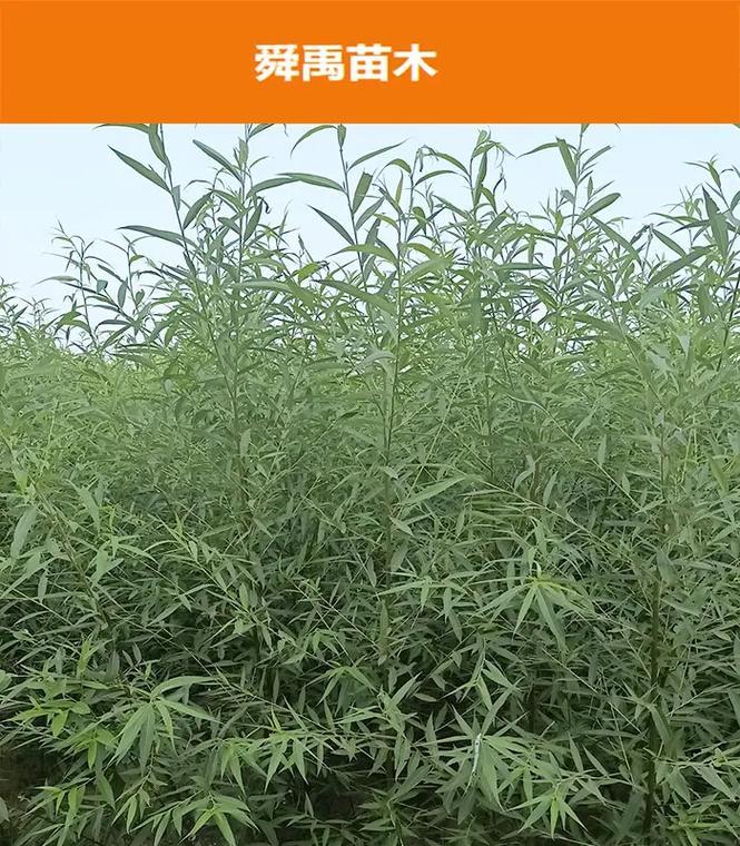 柳树有什么品种？不同品种的生长习性和用途是什么？