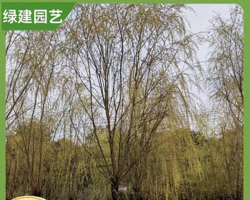 柳树有什么品种？不同品种的生长习性和用途是什么？