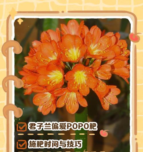 君子兰施肥应该使用什么类型的肥料？施肥的最佳时机是什么时候？