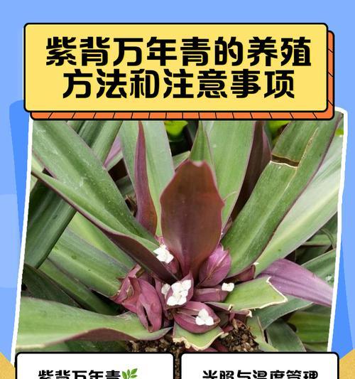 水养万年青的正确方法是什么？