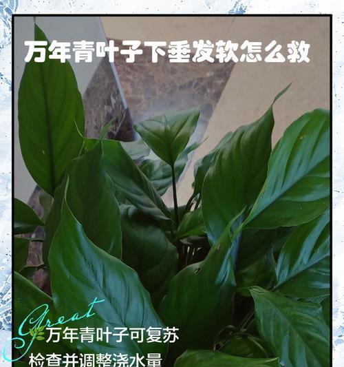 水养万年青的正确方法是什么？