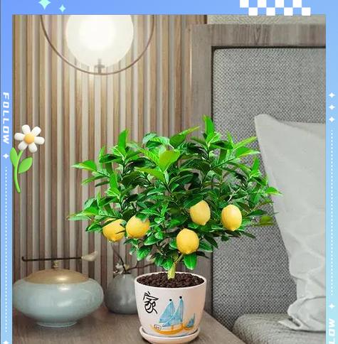 盆栽柠檬的种植方法和养护要点是什么？