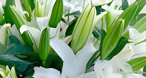 百合花插花养护方法？如何延长花期？