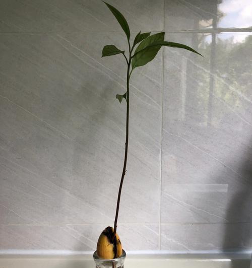 牛油果种子的种植步骤是什么？