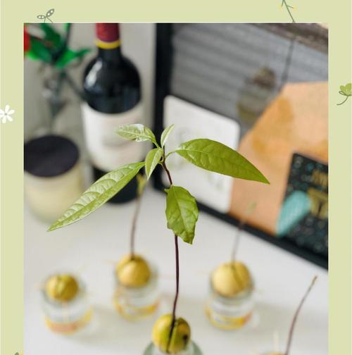 牛油果种子的种植步骤是什么？
