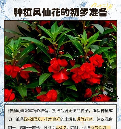 凤仙花育苗的正确方法是什么？