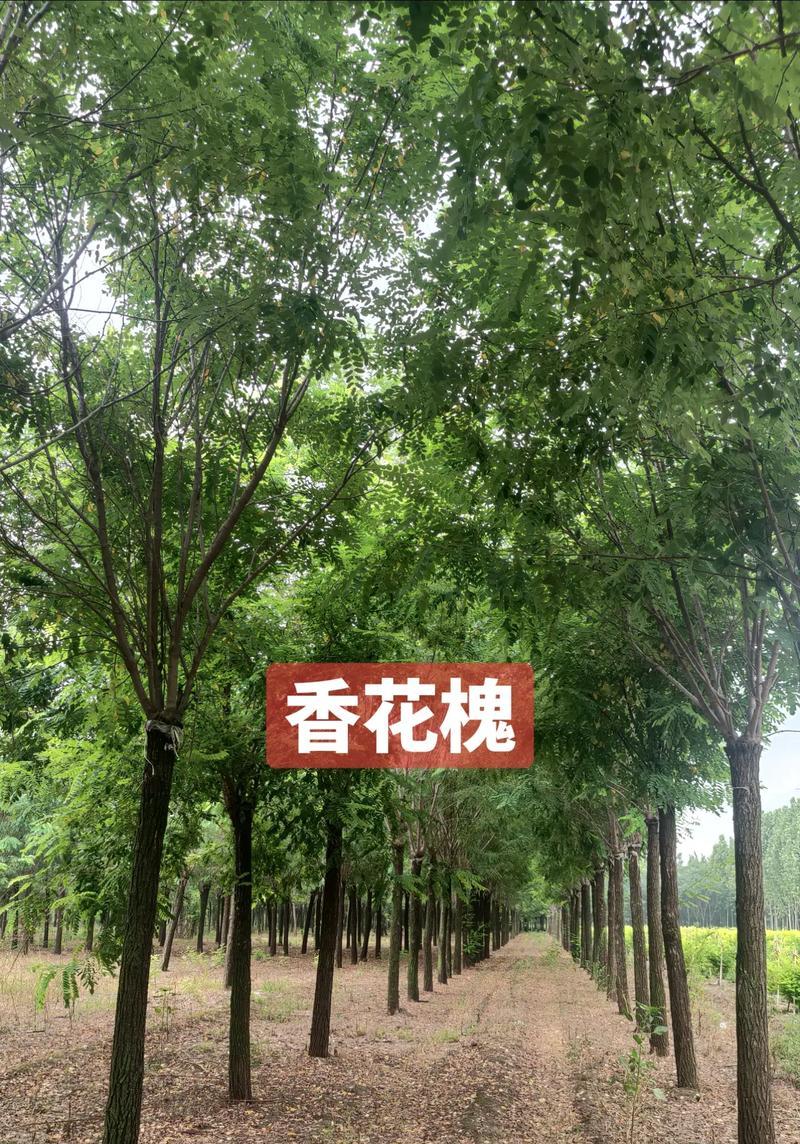 富贵树修剪的最佳时机是什么时候？