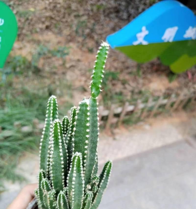 仙人山品种的特点是什么？如何养护仙人山品种？
