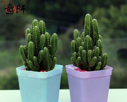 仙人山品种的特点是什么？如何养护仙人山品种？