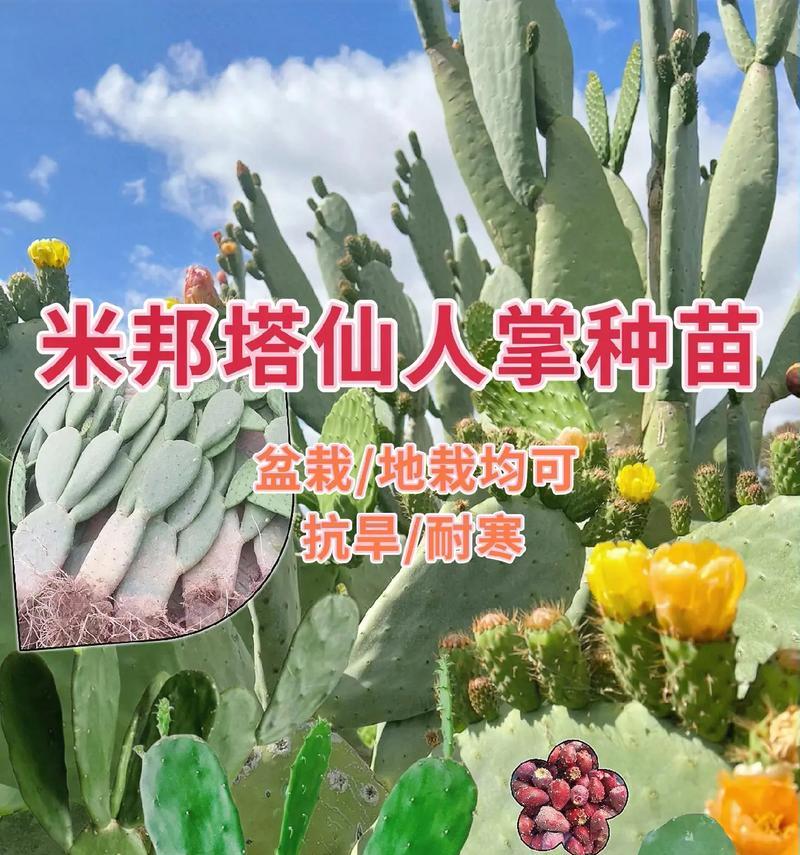 仙人山品种的特点是什么？如何养护仙人山品种？
