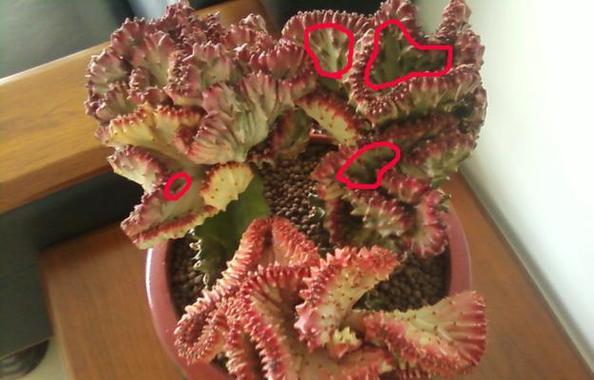 金麒麟花的养殖要点有哪些？