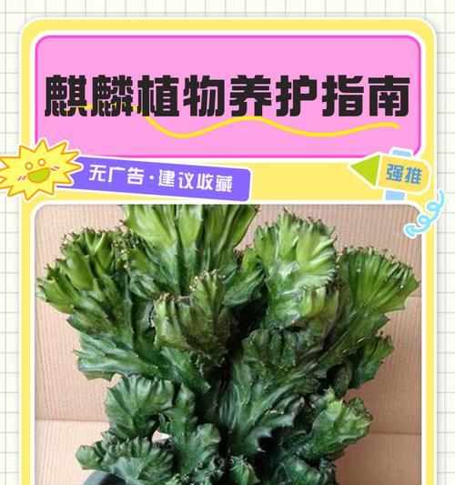 金麒麟花的养殖要点有哪些？