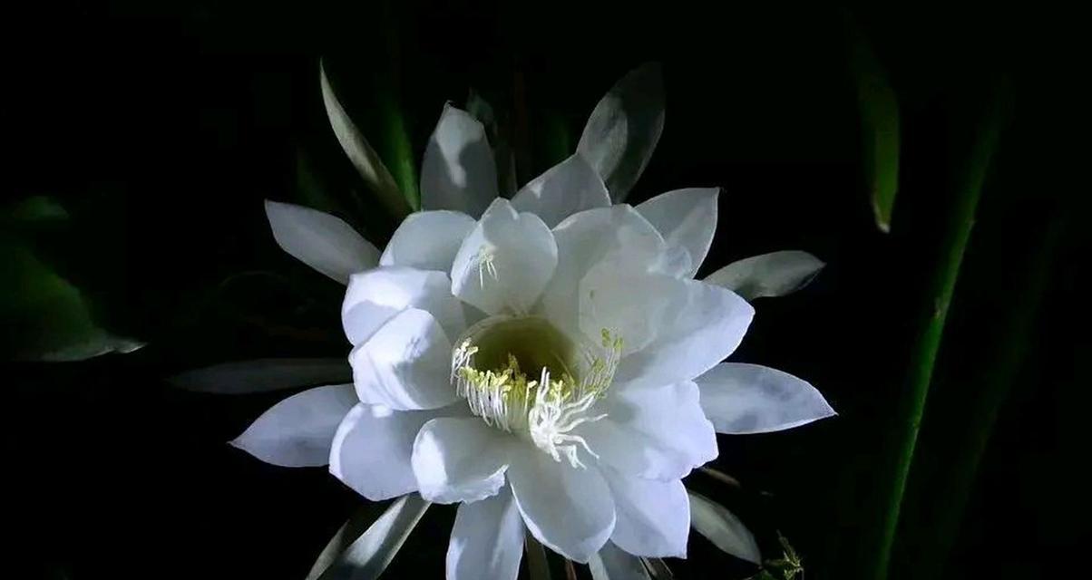 昙花通常在哪个季节开花？