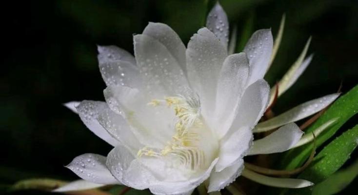 昙花通常在哪个季节开花？