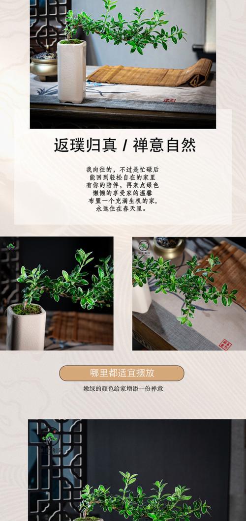 六月雪的养殖方法有哪些？如何让六月雪开出更多花朵？