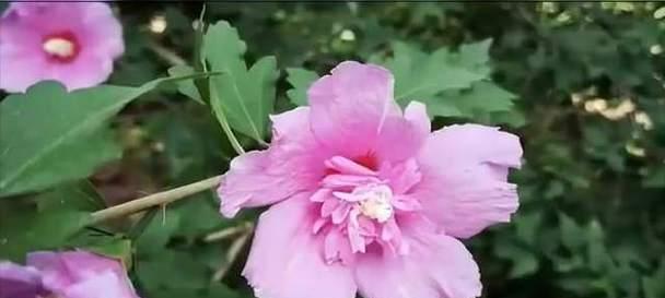 怎么养木槿花？木槿花的养殖环境和管理要点是什么？