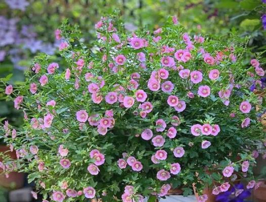 怎么养木槿花？木槿花的养殖环境和管理要点是什么？