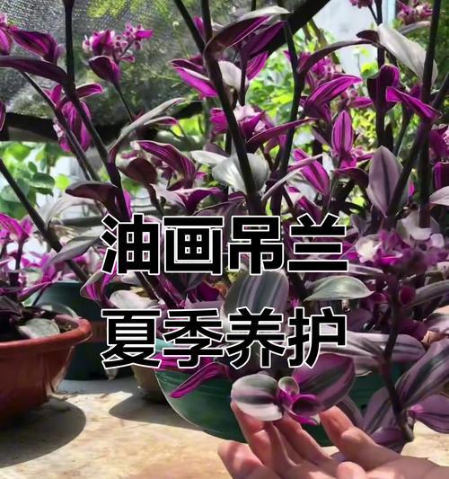 夏季吊兰的养护要点有哪些？
