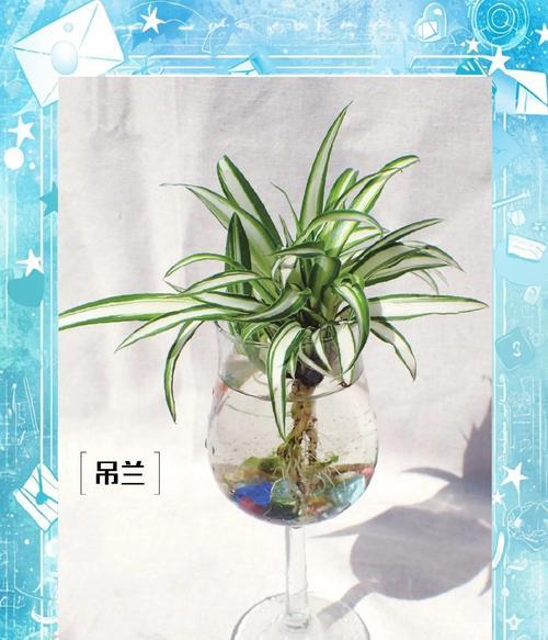 夏季吊兰的养护要点有哪些？