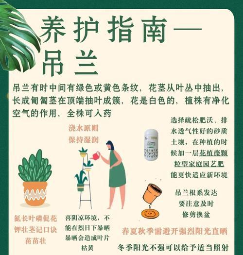 夏季吊兰的养护要点有哪些？