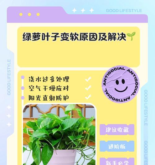 绿萝叶子发蔫是什么原因？