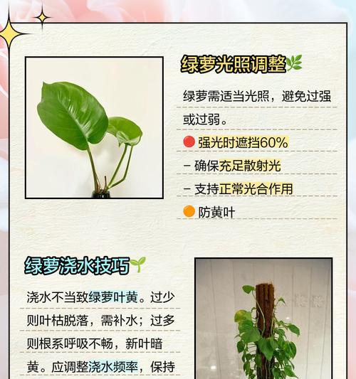 绿萝叶子发蔫是什么原因？