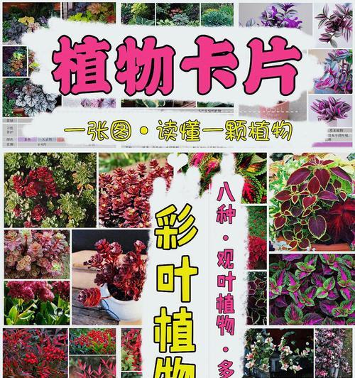 植物叶子整容效果如何？叶子整容有哪些好处？