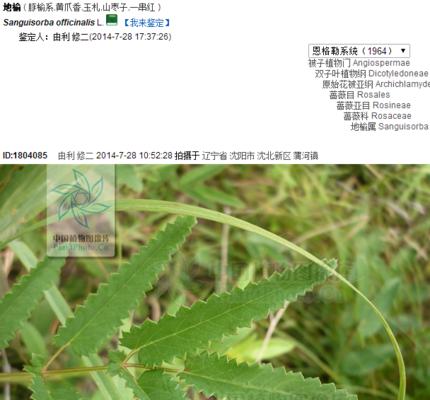 植物叶子整容效果如何？叶子整容有哪些好处？