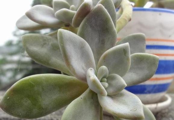 植物叶子整容效果如何？叶子整容有哪些好处？