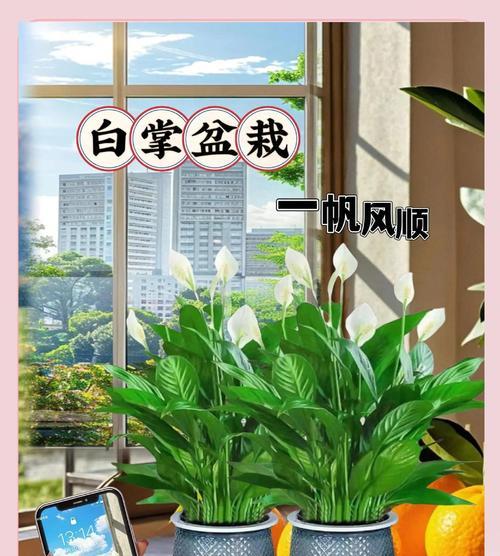 白掌水培方法是什么？水培白掌需要注意哪些问题？