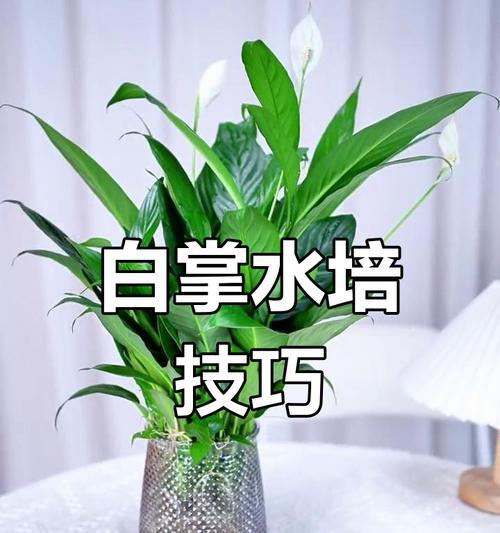 白掌水培方法是什么？水培白掌需要注意哪些问题？