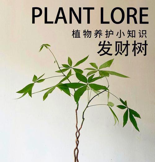 室内招财树的正确养护方式是什么？