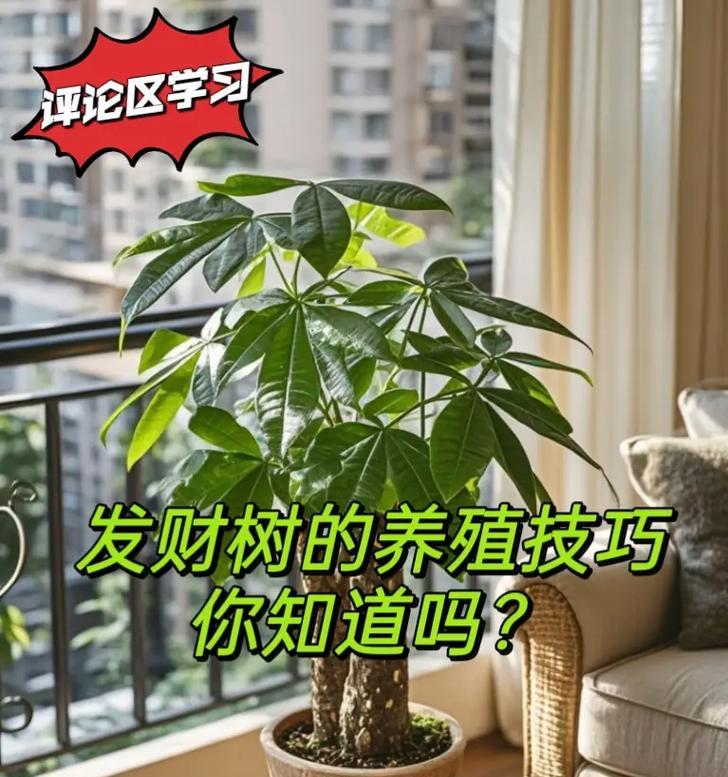 室内招财树的正确养护方式是什么？