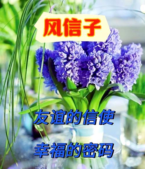 风信子的象征意义及其文化背景是什么？