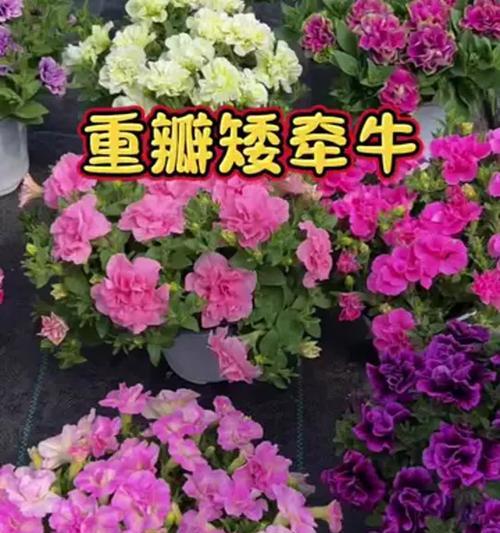 矮牵牛的养殖方法和常见问题解答？