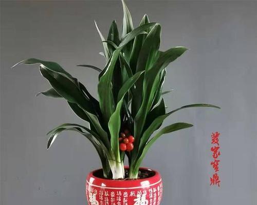 万年青的繁殖方法有哪些？