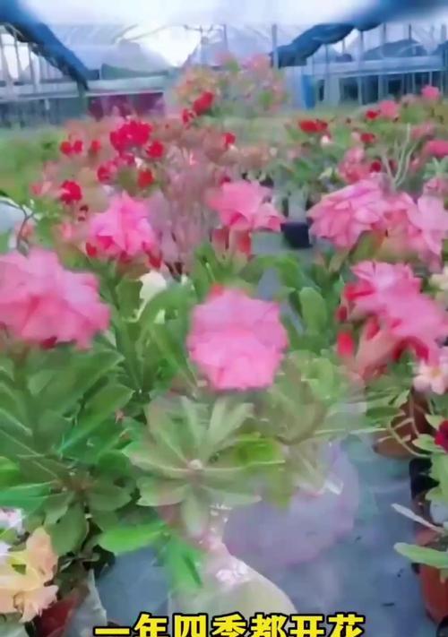 沙漠玫瑰不开花怎么办？如何促进沙漠玫瑰开花？