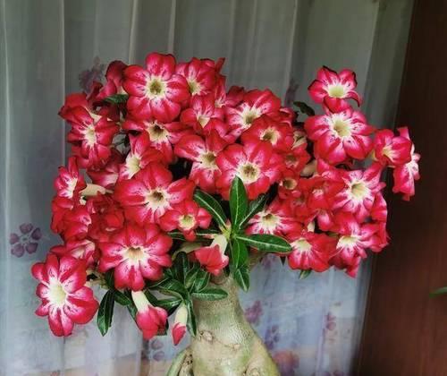 沙漠玫瑰不开花怎么办？如何促进沙漠玫瑰开花？