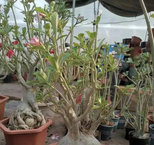 沙漠玫瑰不开花怎么办？如何促进沙漠玫瑰开花？