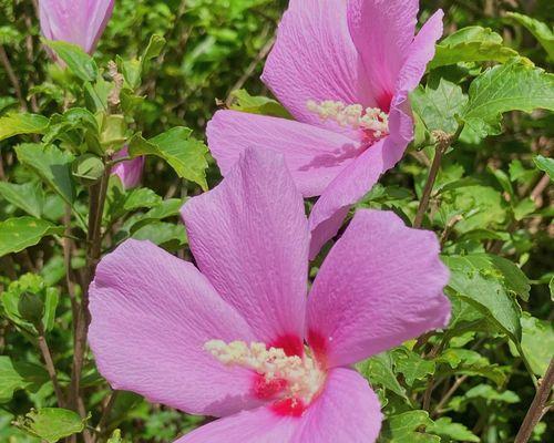 用种子种植木槿花需要注意什么？步骤是怎样的？