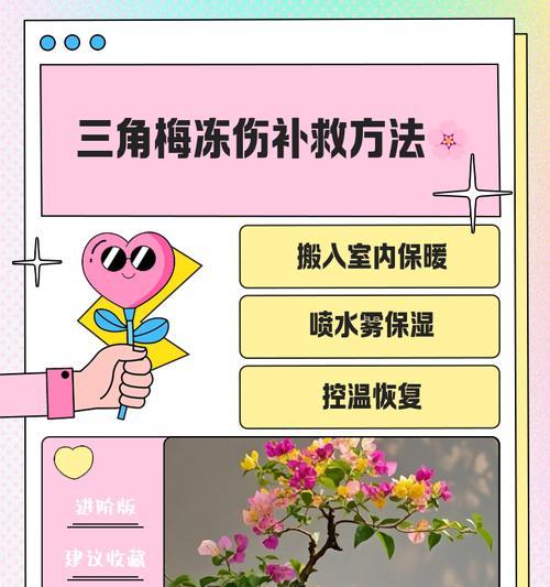 三角梅虫害的处理方法有哪些？
