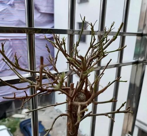 三角梅虫害的处理方法有哪些？
