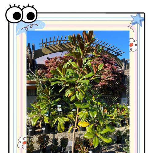 花的品种介绍？如何选择适合自己的花？