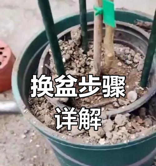 蟹爪兰换盆的最佳时机是什么时候？