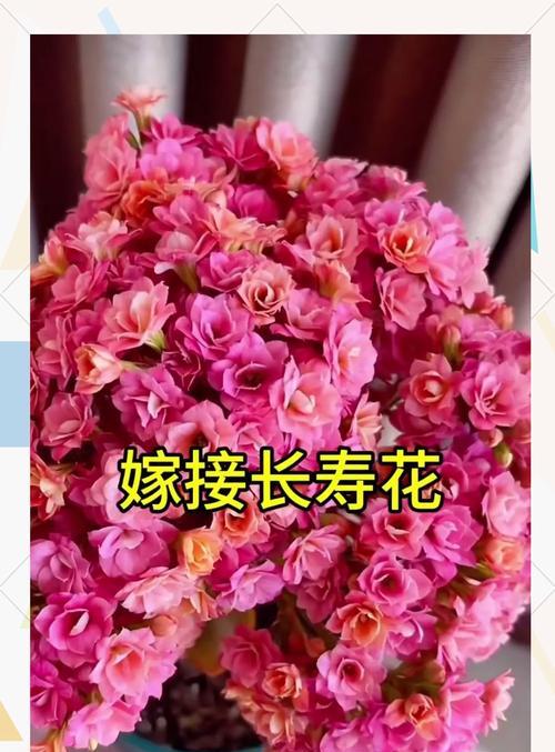花卉嫁接技巧有哪些？哪些花适合进行嫁接？