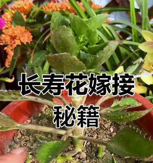 花卉嫁接技巧有哪些？哪些花适合进行嫁接？